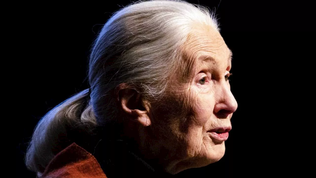 Celebrated conservationist Jane Goodall turns 90