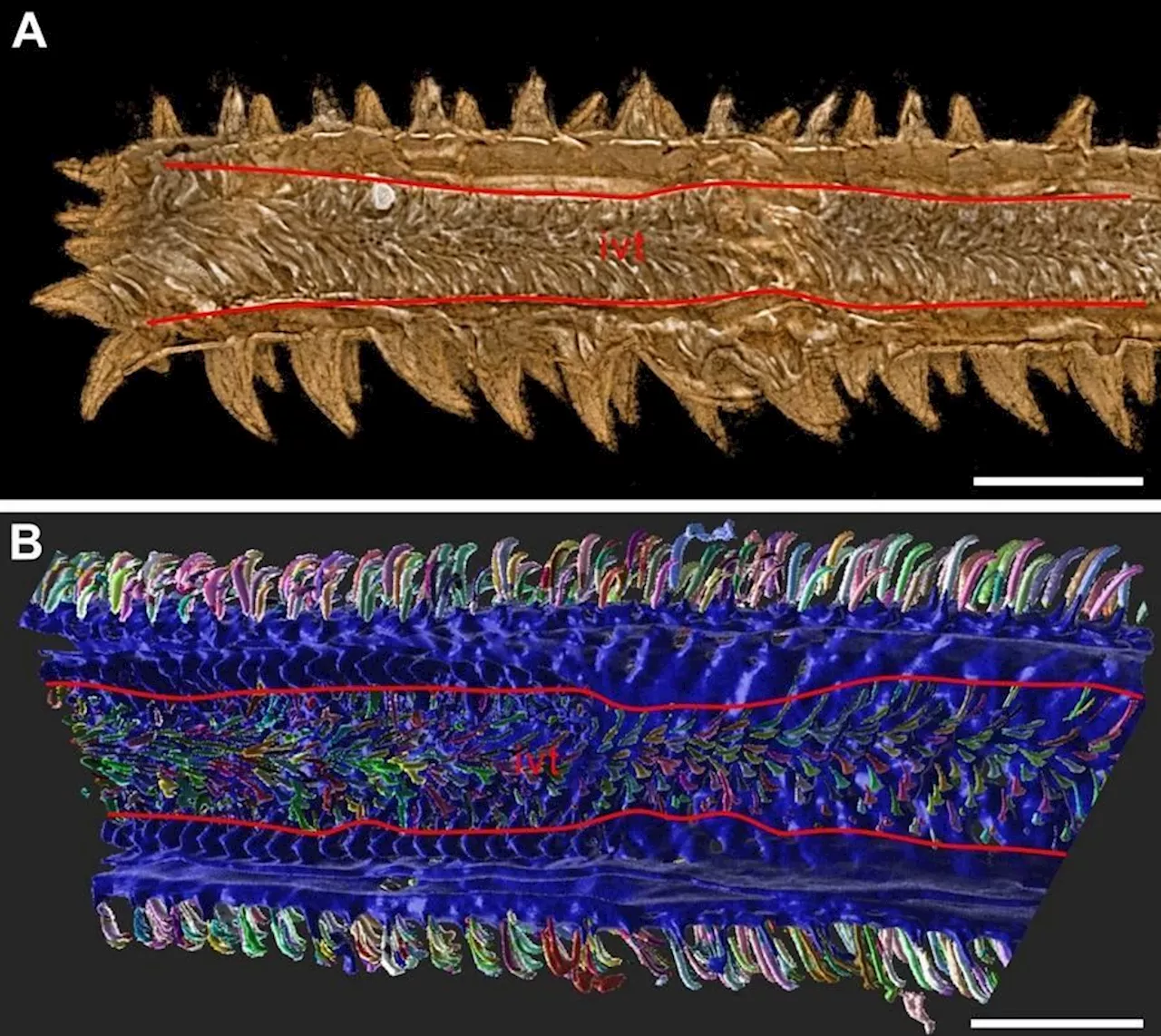 Scientists discover world's first tapeworm body fossil dating back 100 million years