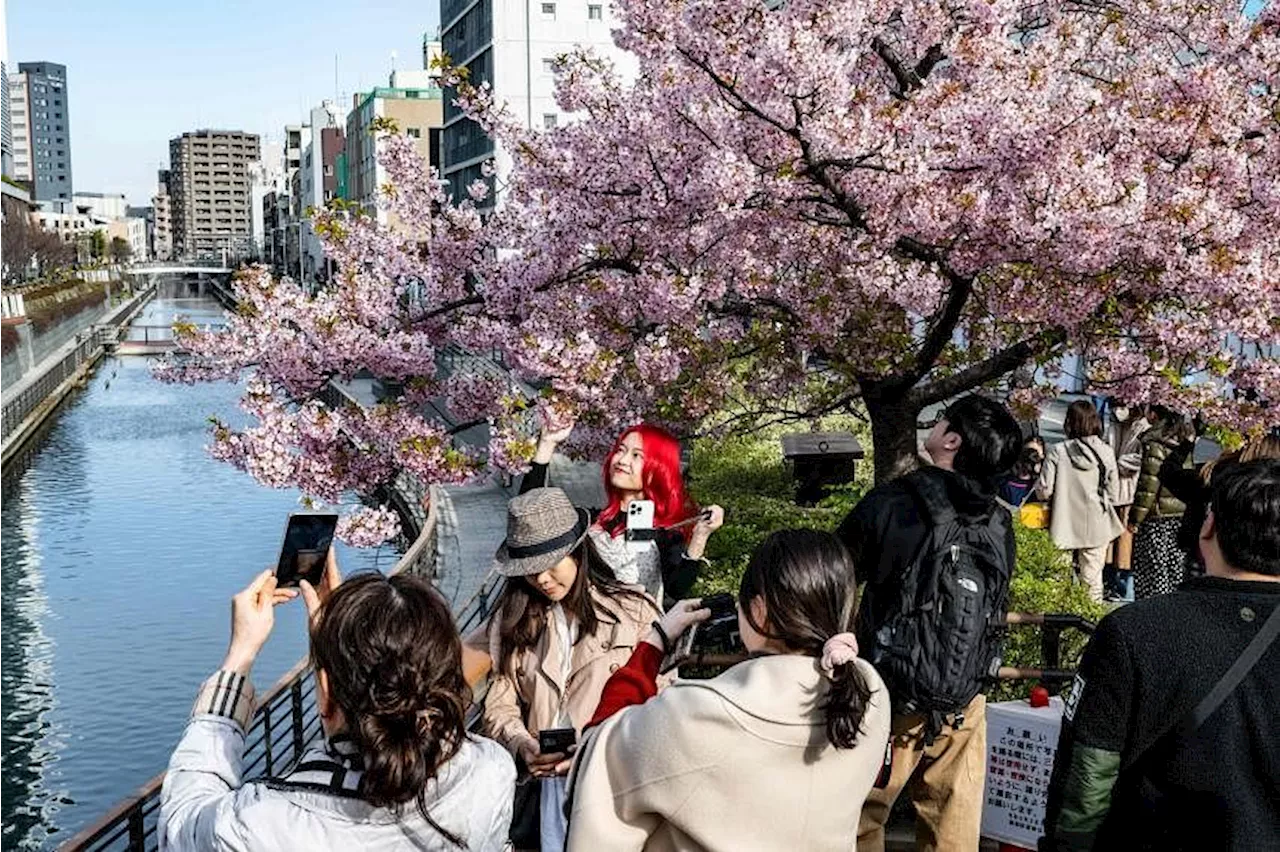 Sakura season begins in Tokyo, 15 days later than in 2023