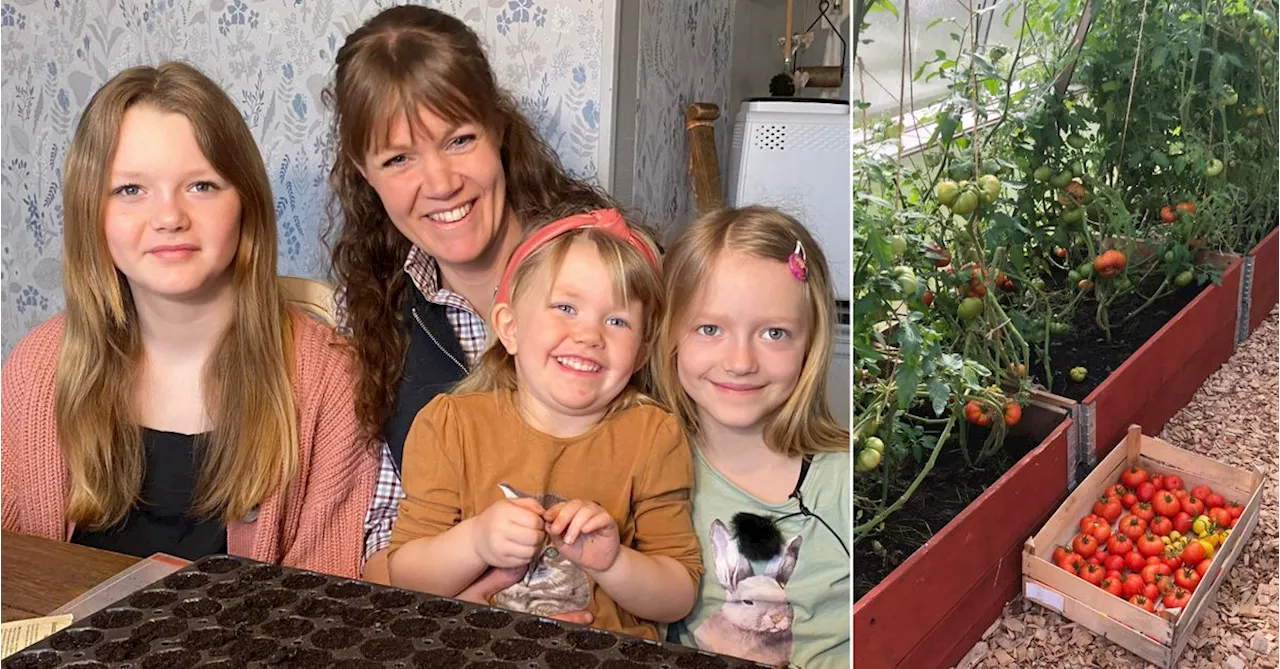 Familjen Löwenhamn älskar att odla tomater: ”Vi är självförsörjande på tomatsås”