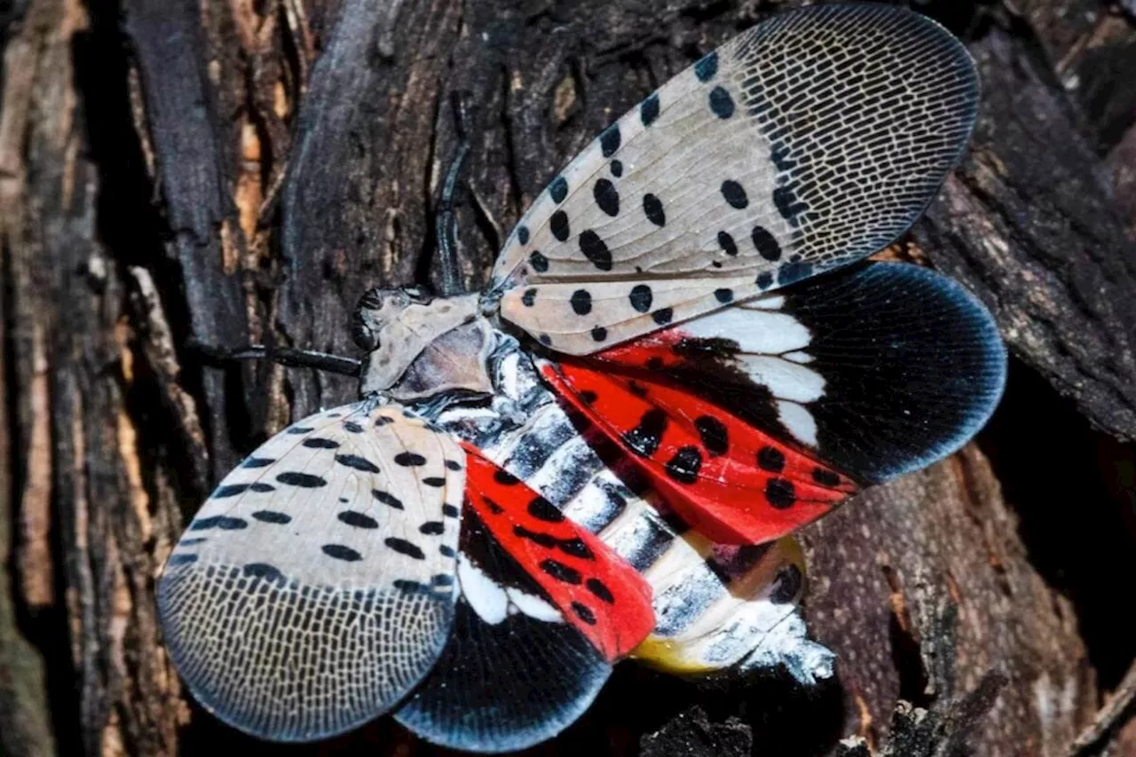 Spotted Lantern Fly could eat into Okanagan fruit and wine industries