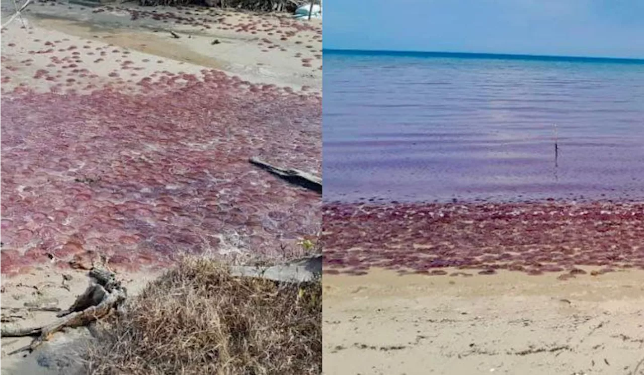 Thousands Of Tomato Jellyfish Stranded On Beach In Sabah But Why?