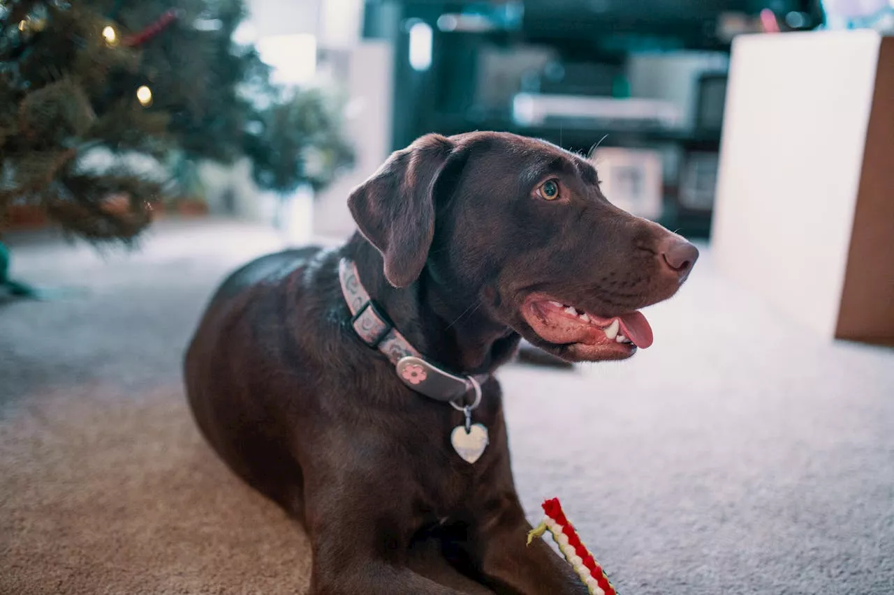 Canine cooling: The truth about how dogs sweat