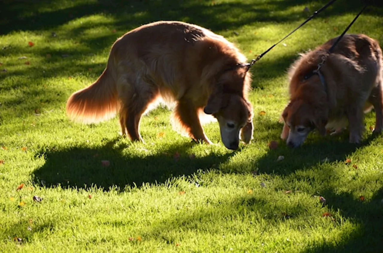 Sniffer dogs: The five impressive jobs of detection dogs