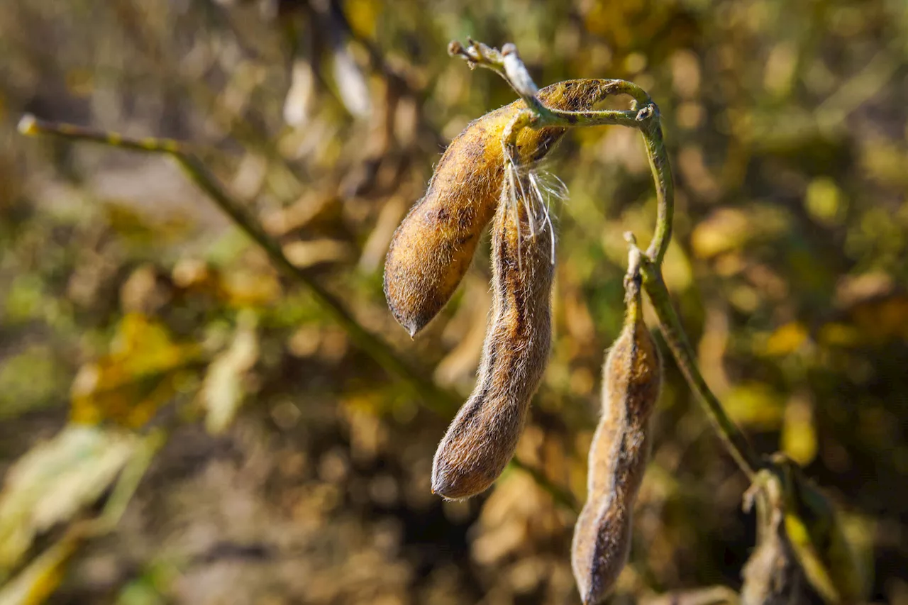 Extreme Heat Is Driving Up Food Prices — and It's Only Going to Get Worse