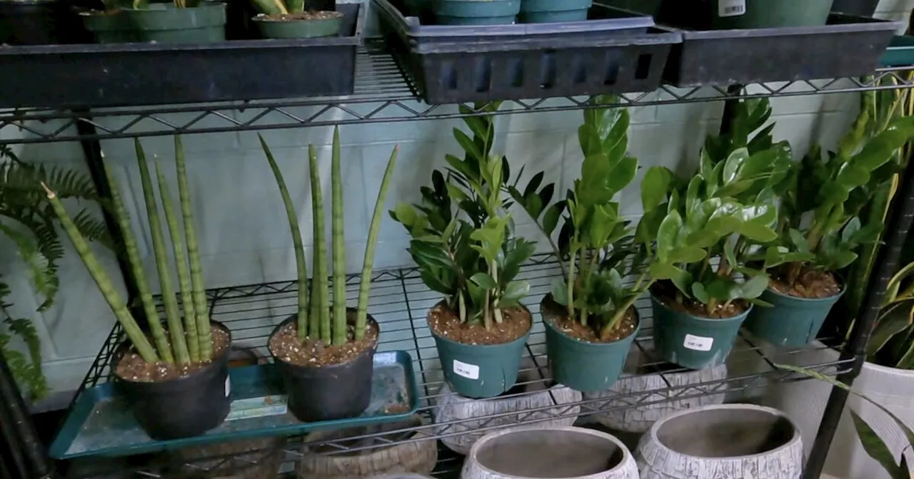 Grow your plant game with help from this Indy plant shop