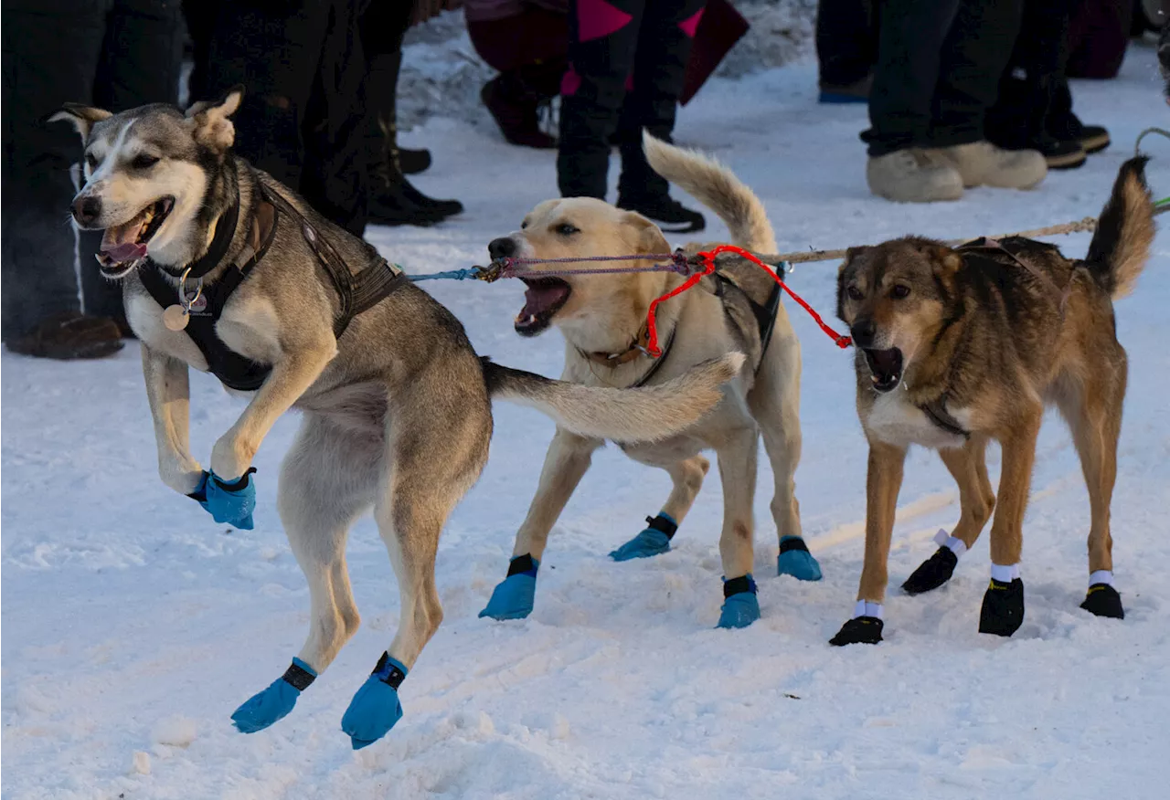 Our favorite 30 photos from the 2024 Iditarod ceremonial start