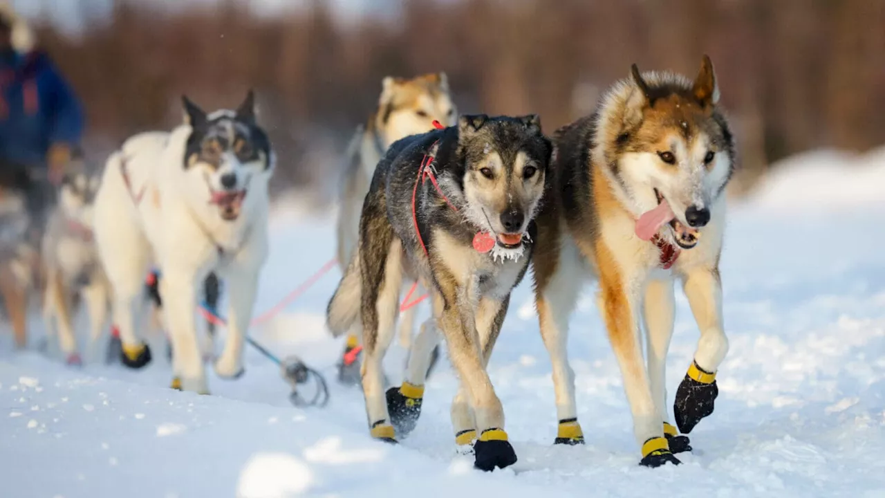 2024 Iditarod Begins with Ceremonial Start in Anchorage