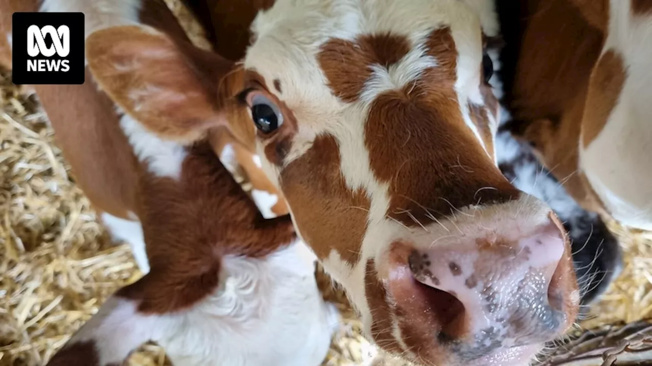 Abattoir suspension results in farmers culling cows due to Tasmanian production line shutdown