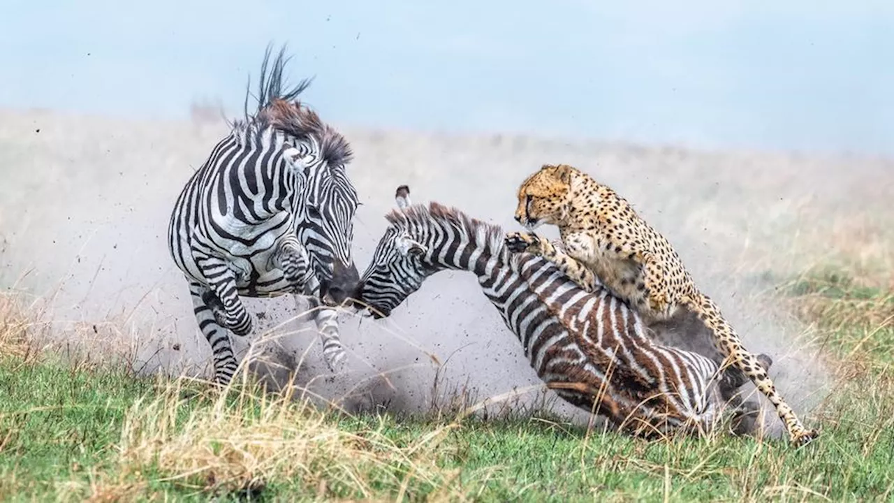 Voici les 14 photos gagnantes du célèbre concours World Nature Photography Awards 2024