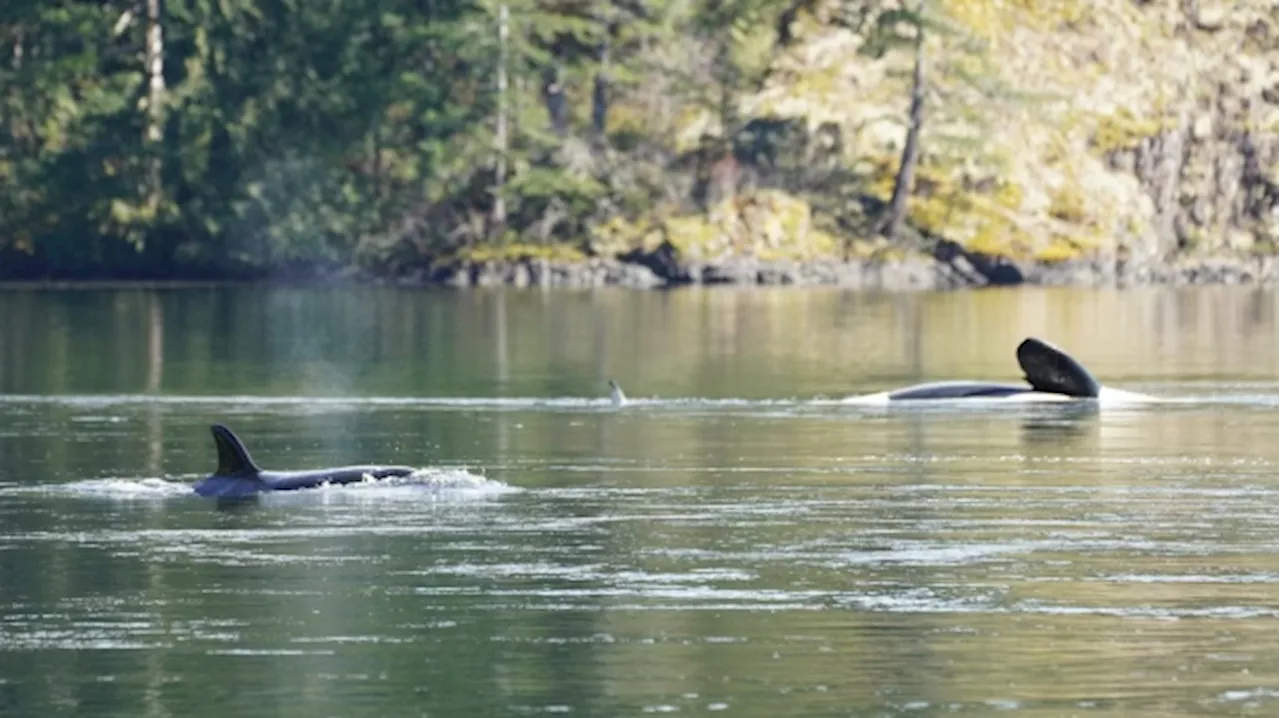 Low tide pauses efforts to save B.C. orca while rescuers plan next steps