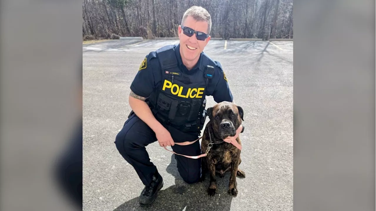 Dog found on Highway 401 by tow truck driver, reunited with owner: OPP