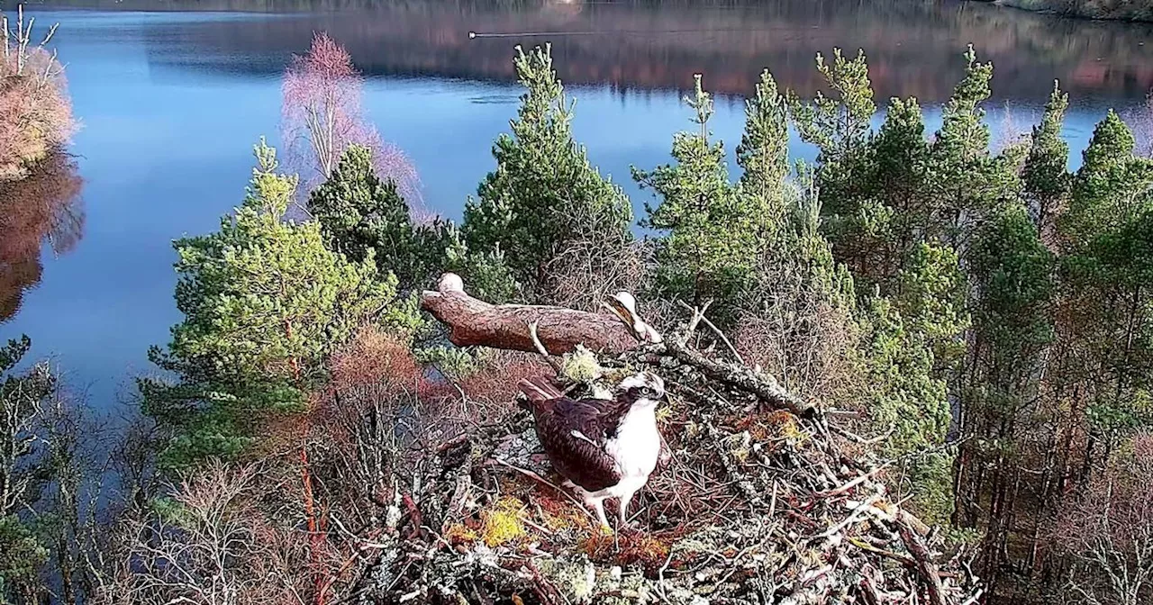 Perthshire osprey couple reunite for fifth breeding season