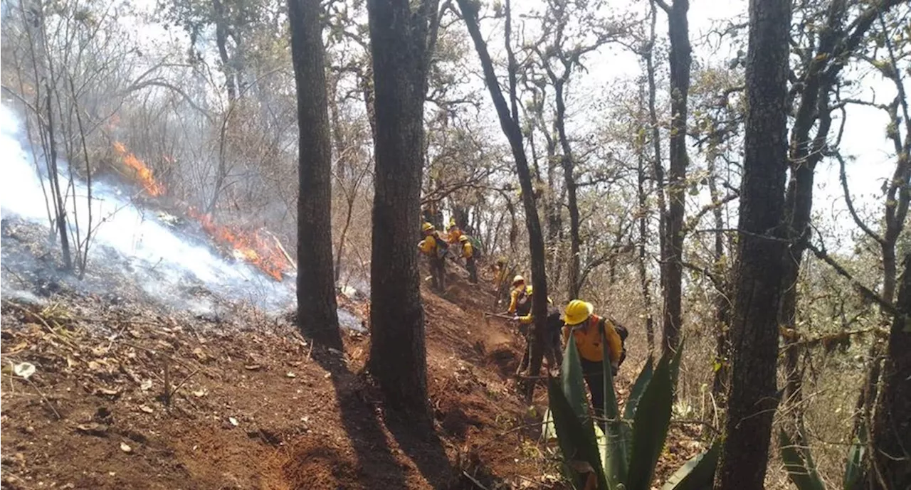 Reportan casi controlados incendios forestales en altas montañas de Veracruz