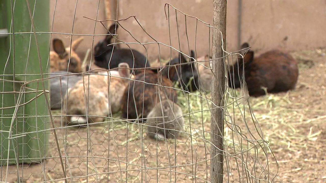 Southern California officials urge residents not to adopt rabbits as Easter gifts