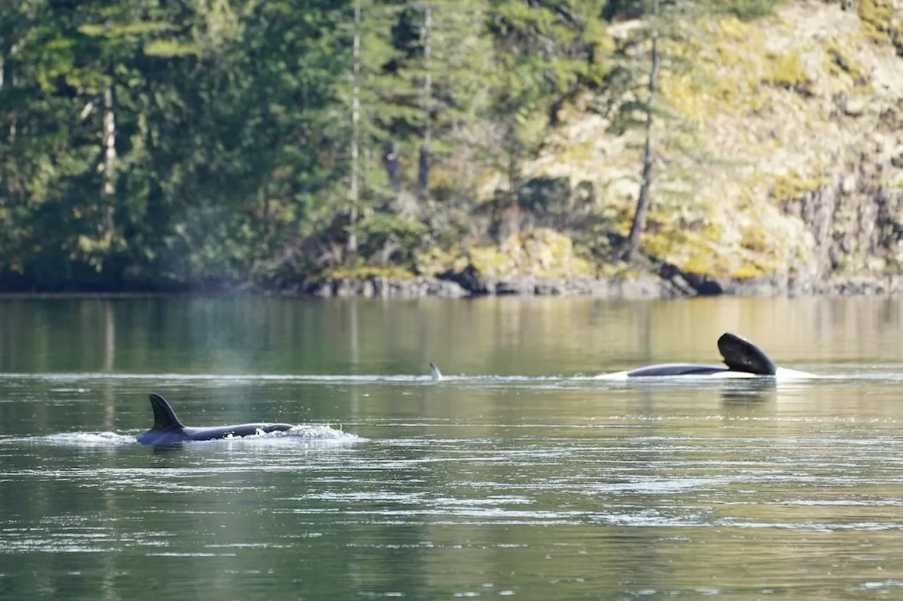 Low tide pauses efforts to save B.C. orca while rescuers plan next steps