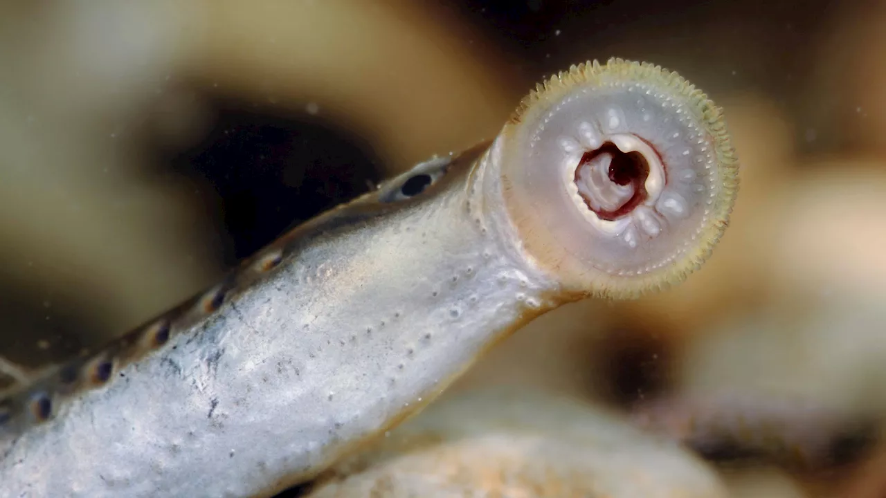 Mysteriöser Wurm greift Schwimmerin im Meer an