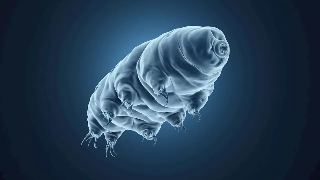 Tardigrade proteins found to slow human cell metabolism