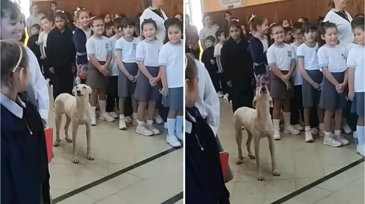 Vira-lata caramelo invade escola e 'canta' hino nacional com alunos, na Argentina; veja vídeo