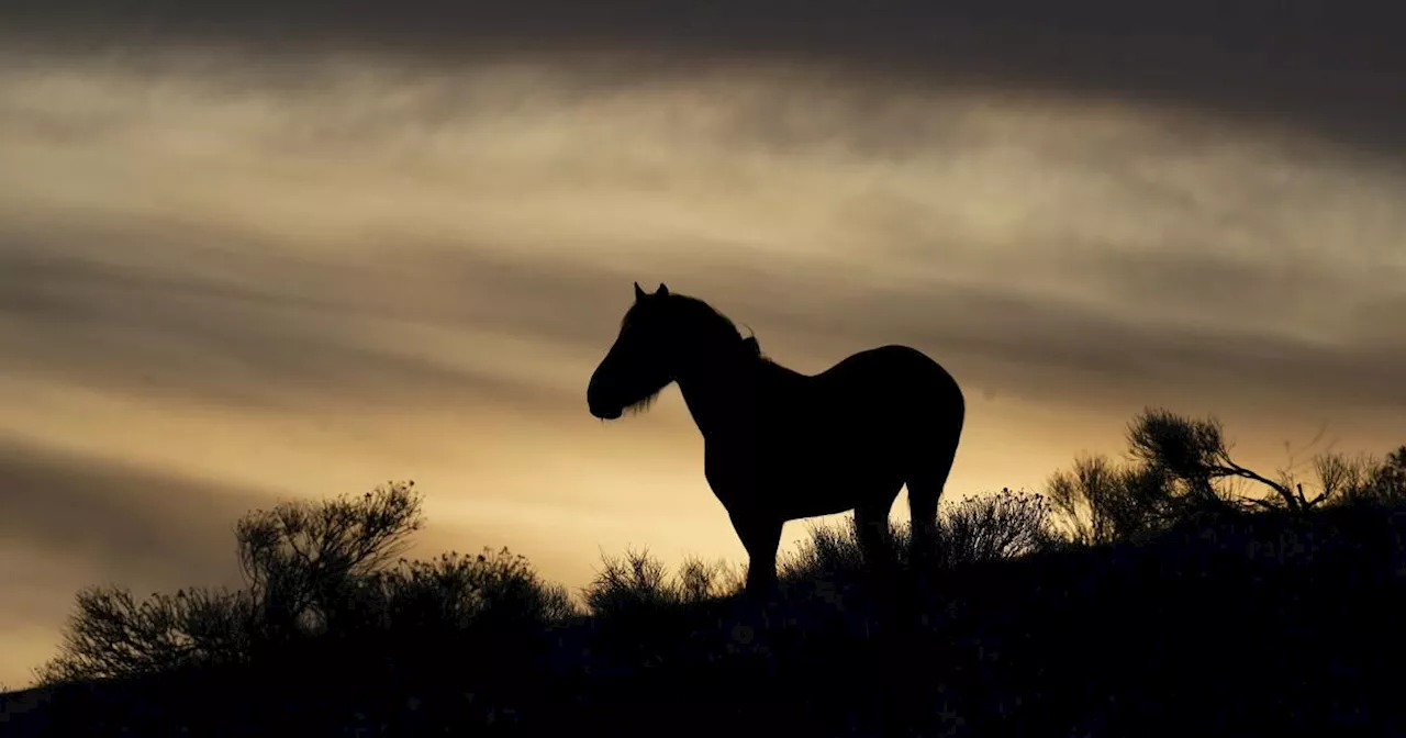 Federal judge in Nevada hands wild-horse advocates rare victory on mustang management plans