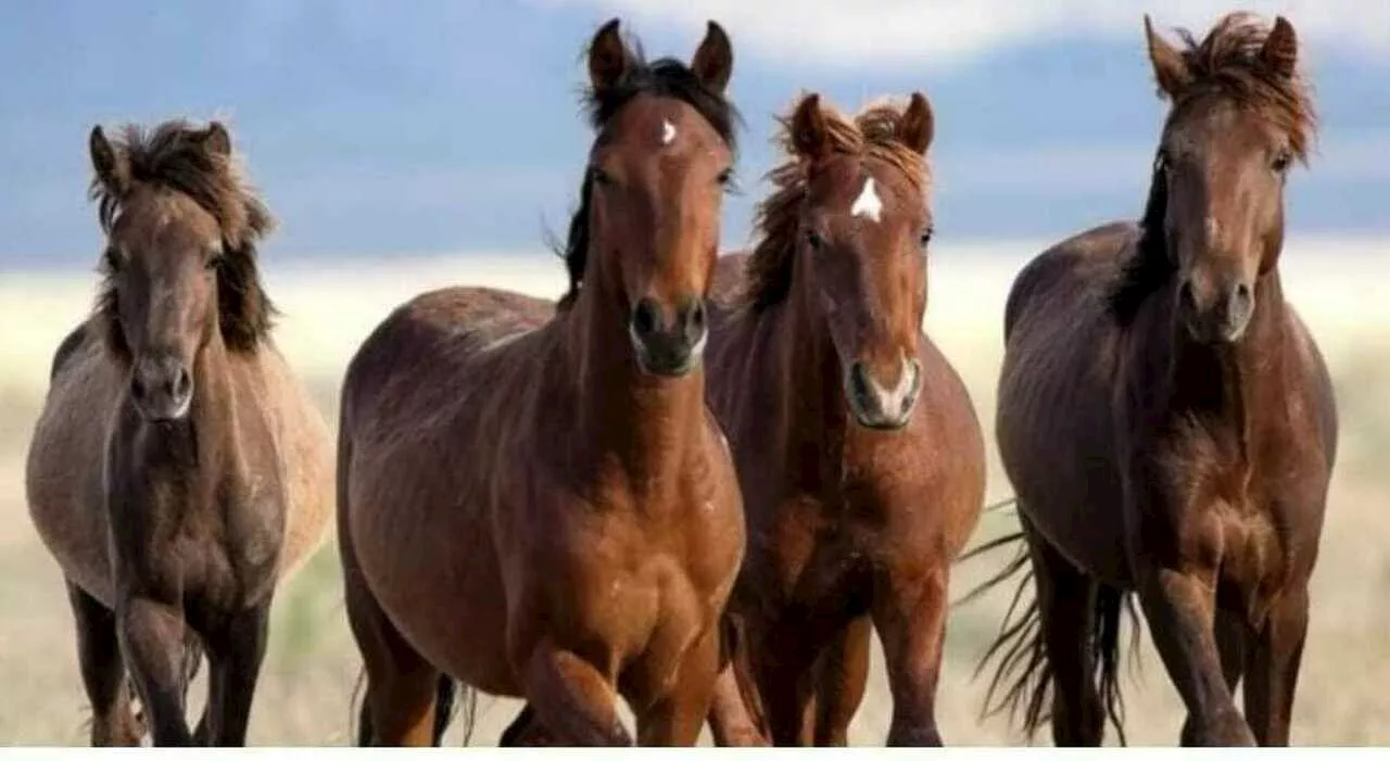 Cavalli sull'Aurelia uccisi a colpi d'arma da fuoco dai veterinari dopo l'ordinanza del sindaco di Tarquinia.