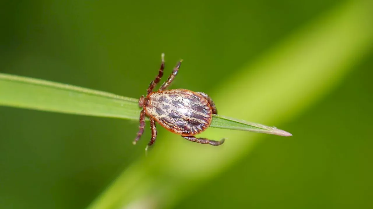 Mehr als krankmachende Parasiten: Haben Zecken in der Natur auch einen Nutzen?