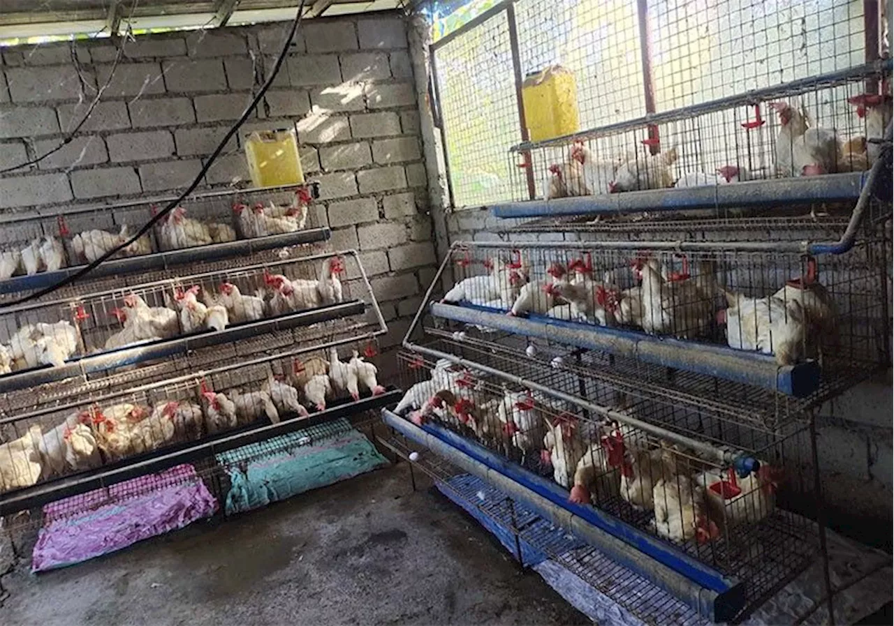 Leyte mayors create task forces vs bird flu