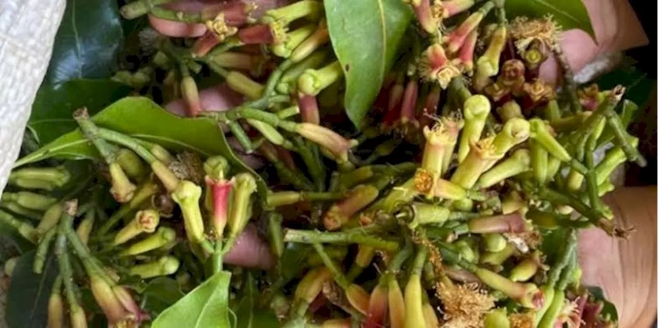 Petani Sambut Gembira Kenaikan Harga Cengkeh di Sabang