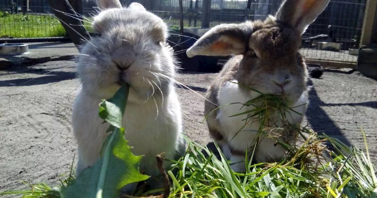 Kamp-Lintfort: Osterhase in Not – Immer mehr Kaninchen in Tierheimen ​