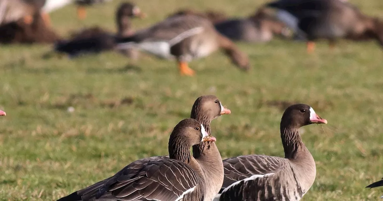 Kreis Kleve: Gänse-Safaris starten wieder am Niederrhein​