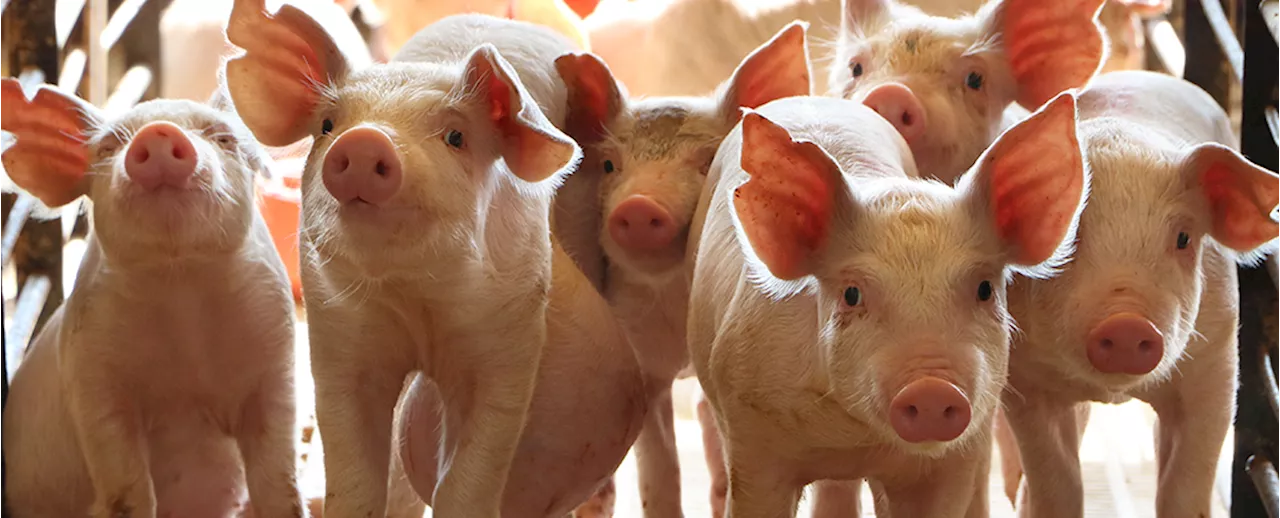 World-First Pig Kidney Transplant Was a Huge Breakthrough, But Is It The Future?