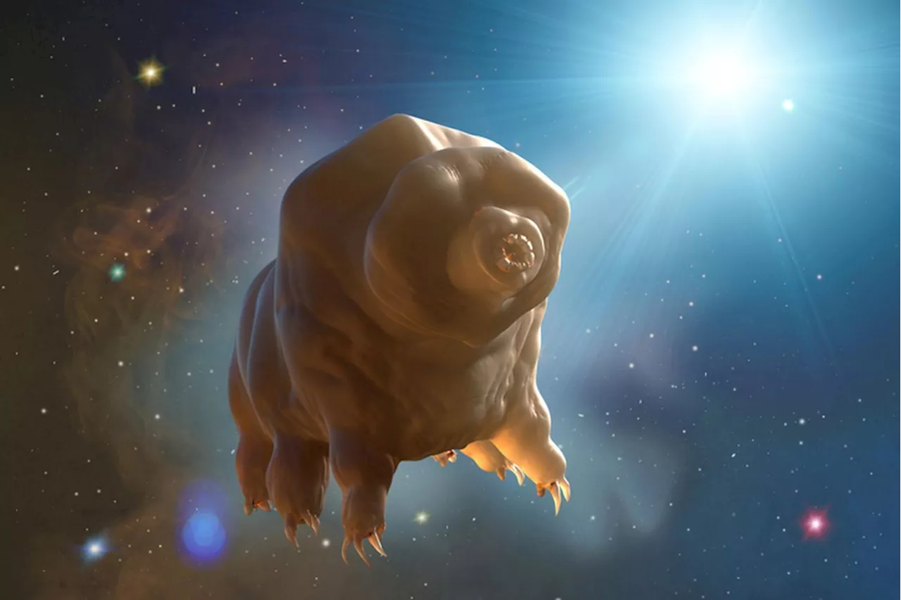 Unlocking the Secrets of Immortality: Tardigrade Proteins Slow Aging in Human Cells