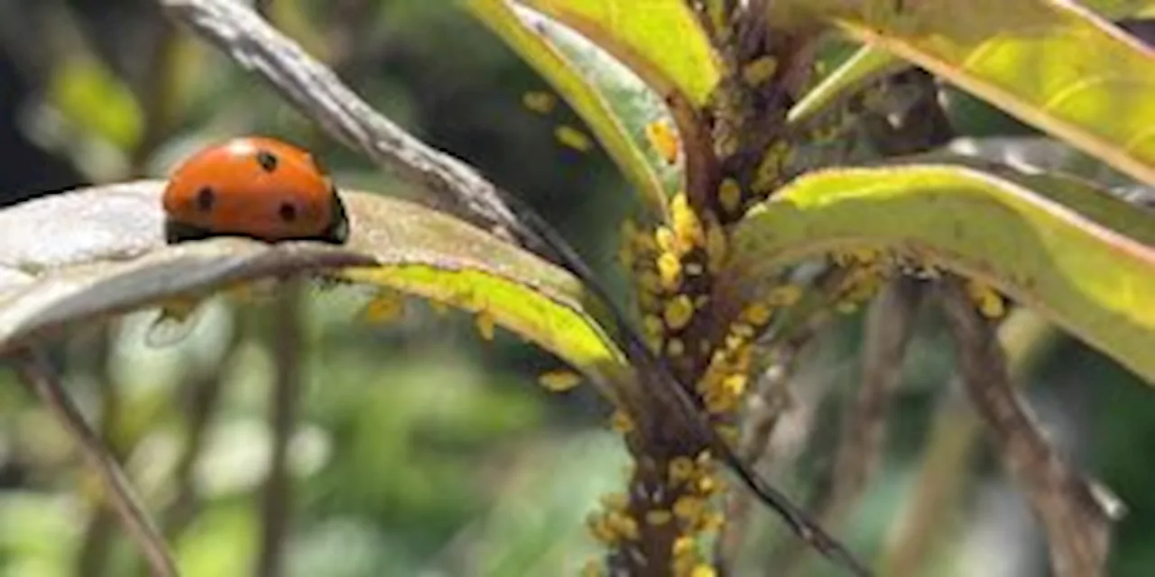 Garden for the Environment: Eco-Friendly Garden Pest Management