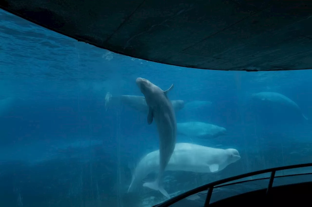 BEYOND LOCAL: Two more belugas dead at Marineland, bringing total whale deaths to 17 since 2019