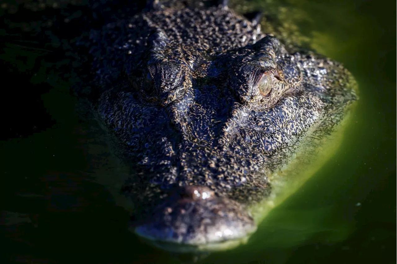 Body of Tawau man attacked by crocodile found