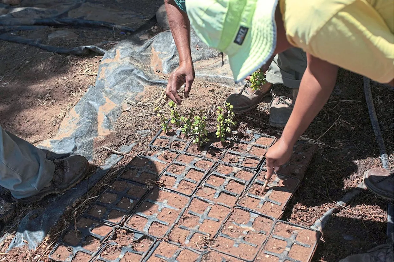 Can Spekboom bushes cool Earth?