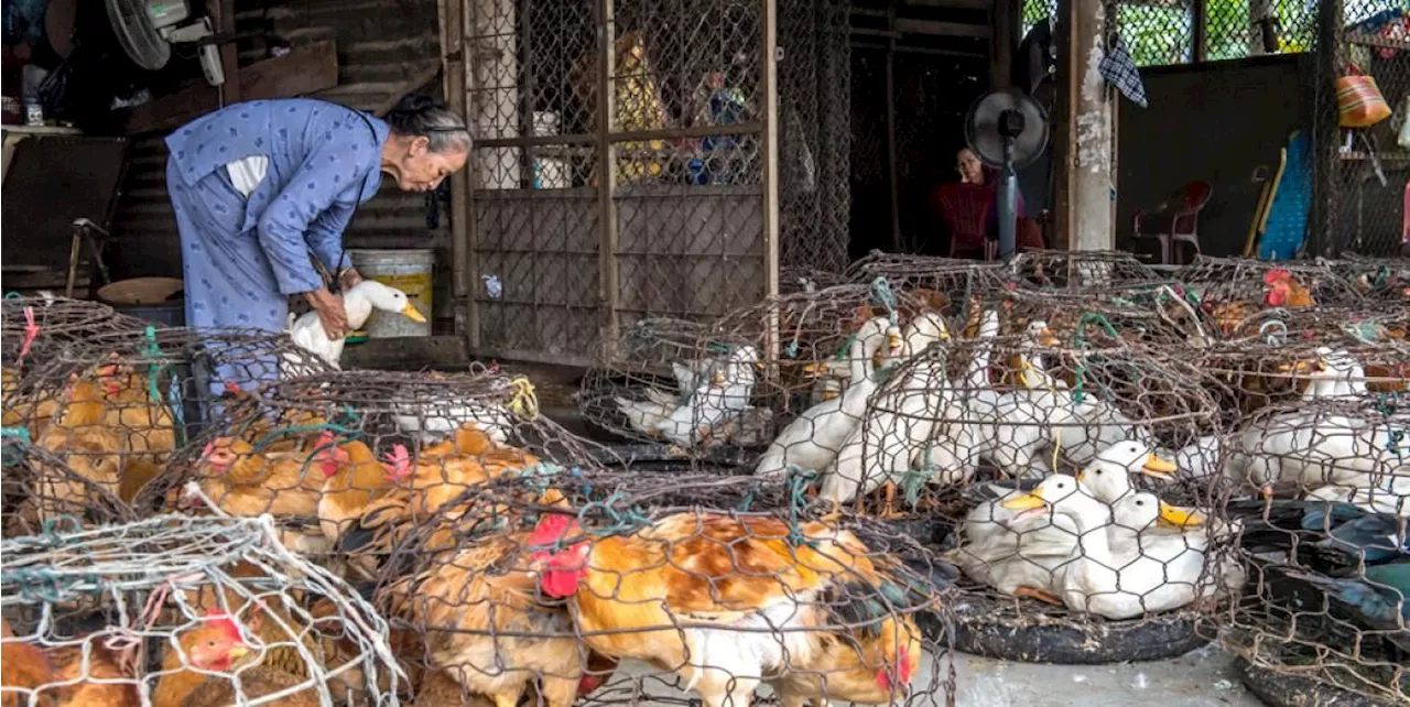 Vietnam faces high risk of animal-to-human disease infection; death from rabies and avian influenza reported this year