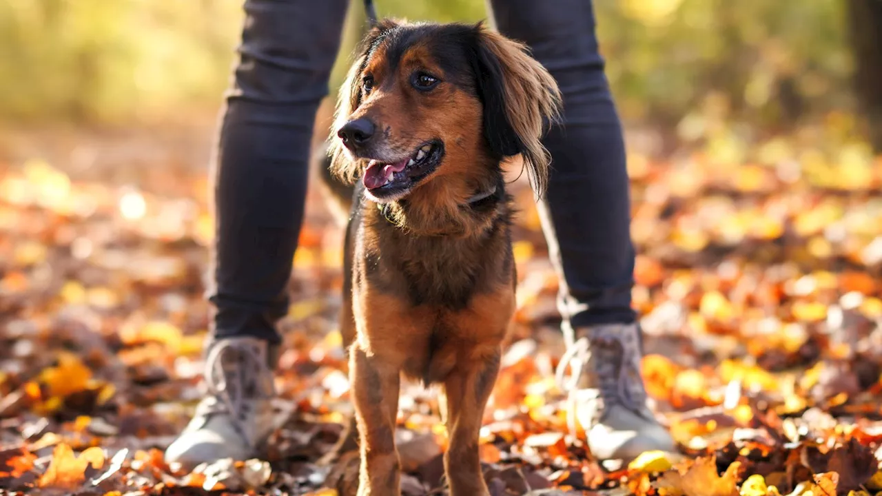 Urgent warning to dog walkers over ‘flesh-eating’ disease as new cases confirmed in UK