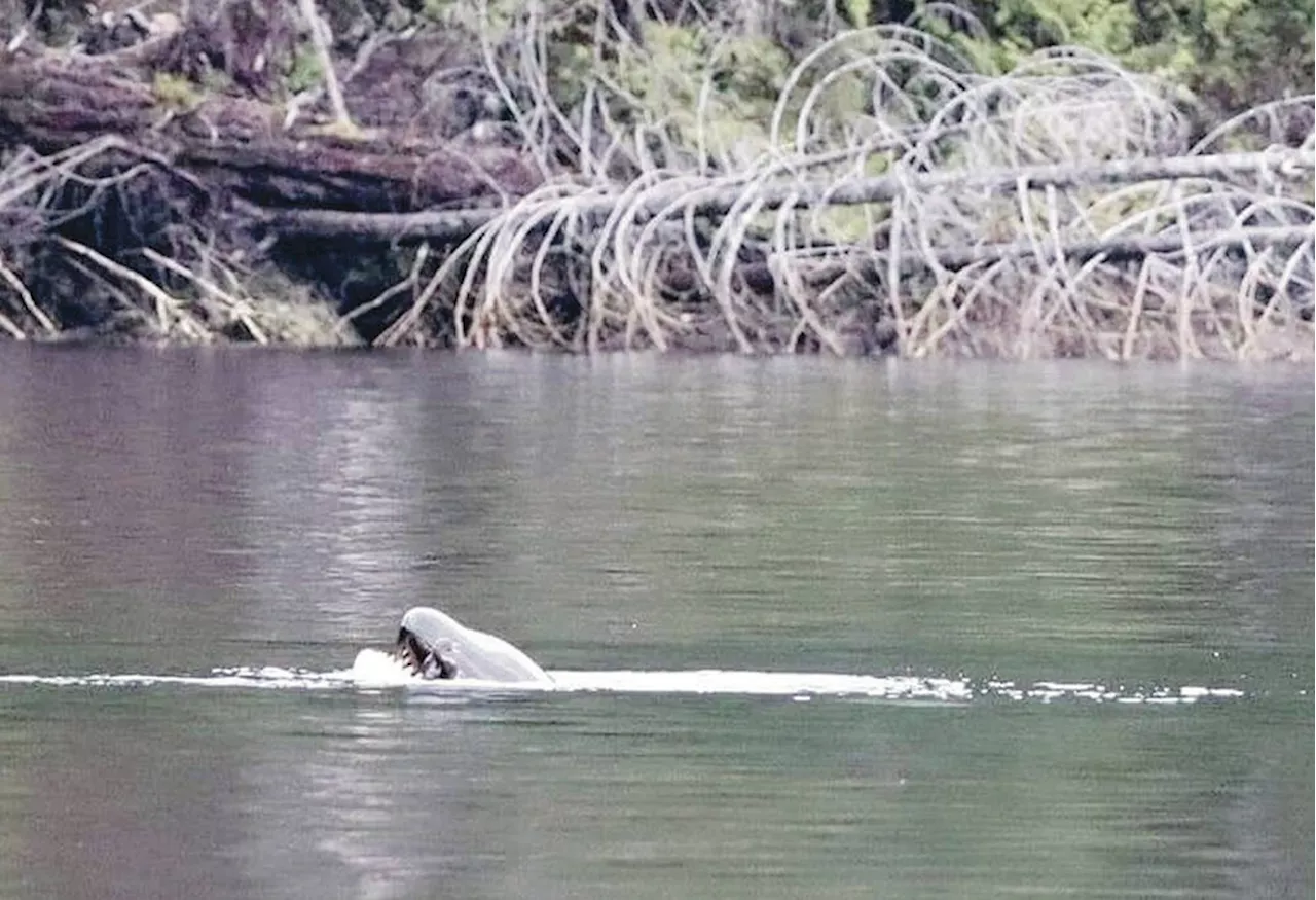 Shifting tides pause efforts to rescue orca Brave Little Hunter