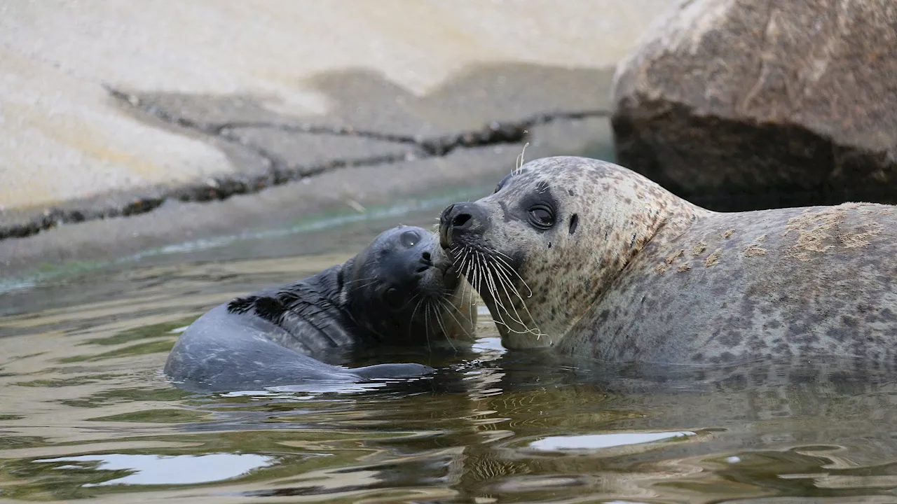 Blodigt tilbud til gæsterne på Nordsøen Oceanarium