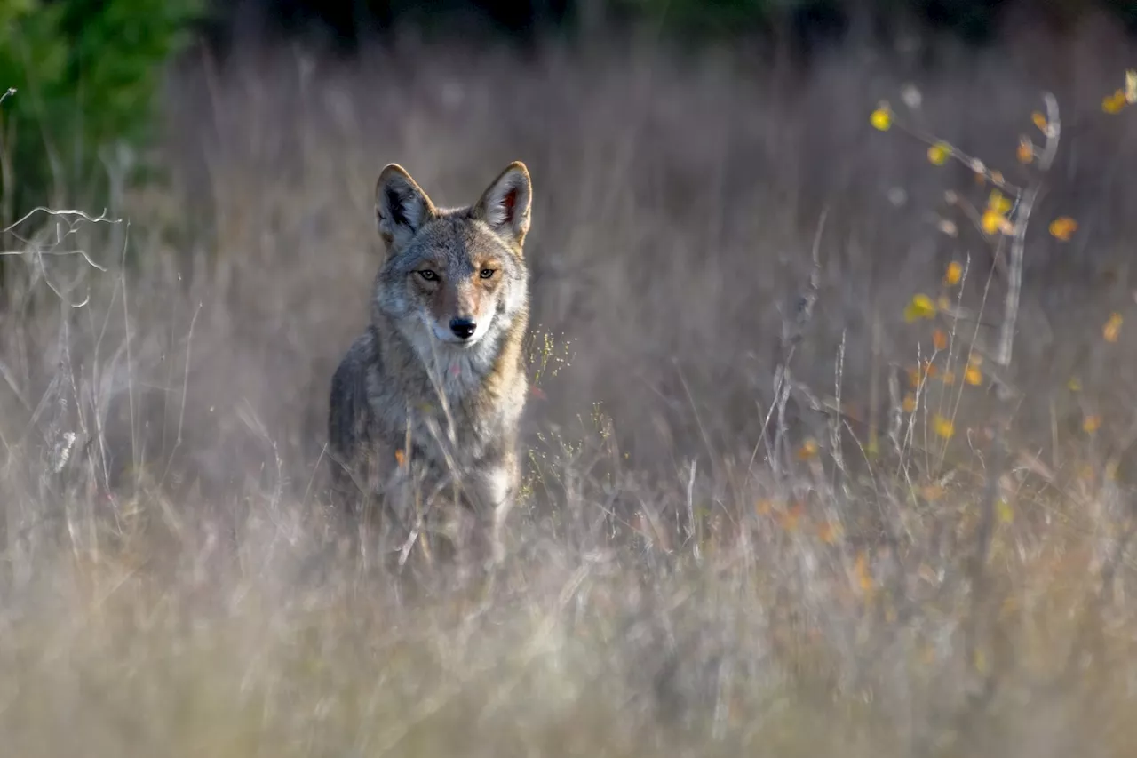 Coyote killed after Montgomery attacks had rabies, officials say