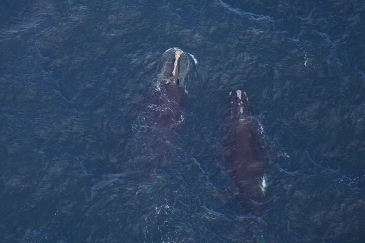 The complicated truths about offshore wind and right whales