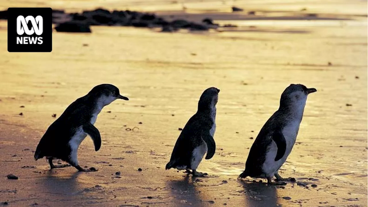 Dogs wiping out Tasmanian little penguin populations, with pet owners urged to restrain their animals