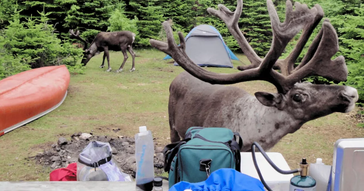 Slate Islands Provincial Park is where you can camp with caribou in Ontario