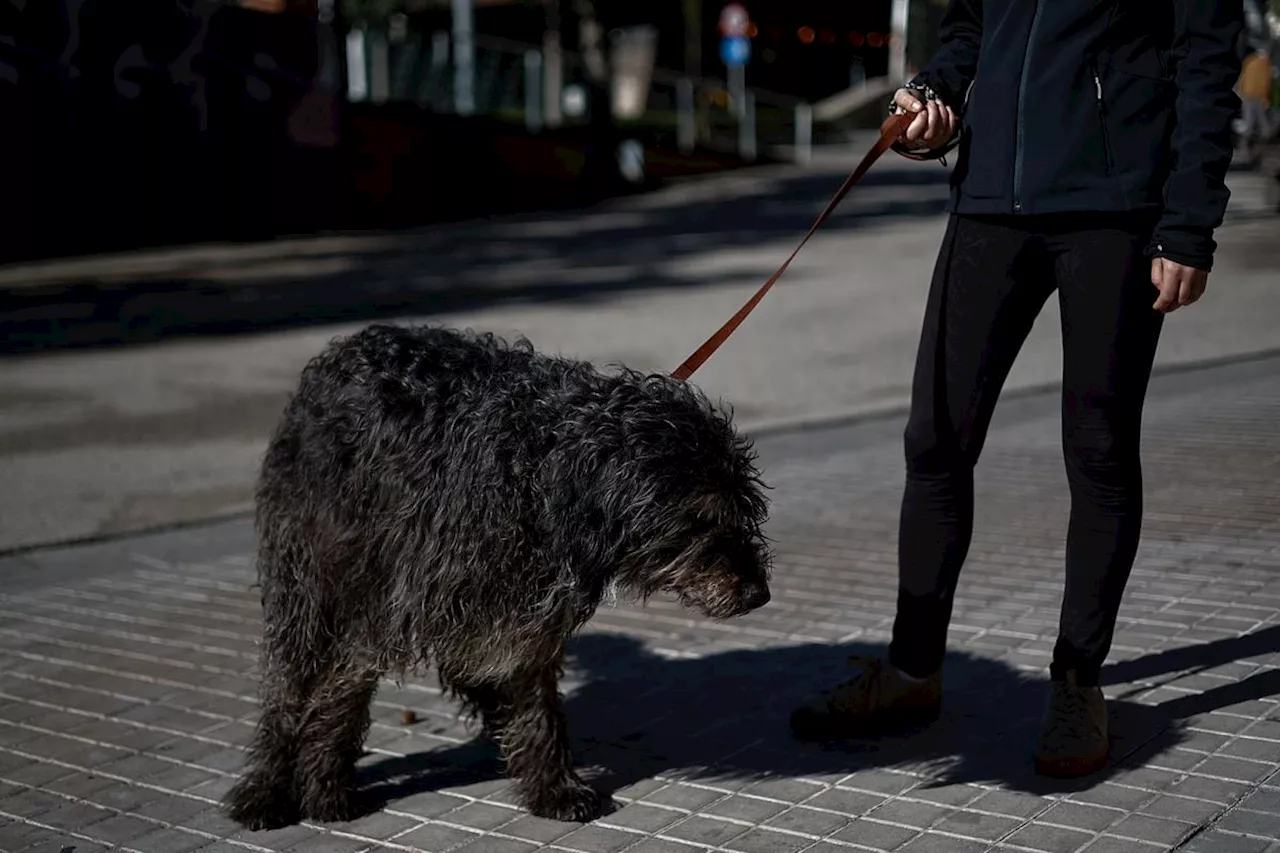 La lucha de las ciudades contra las cacas de perro: análisis de ADN y agentes especializados