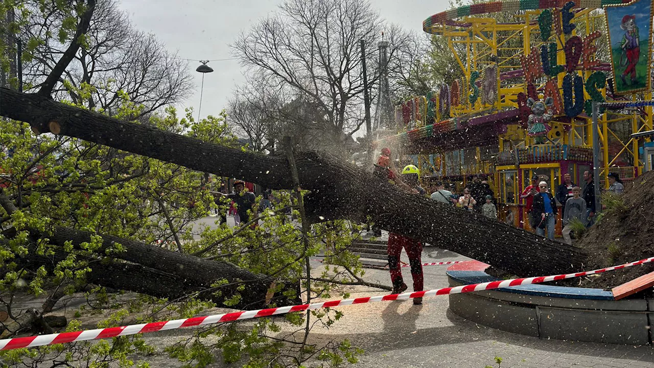 Riesenbaum kippt mitten im Wiener Prater einfach um