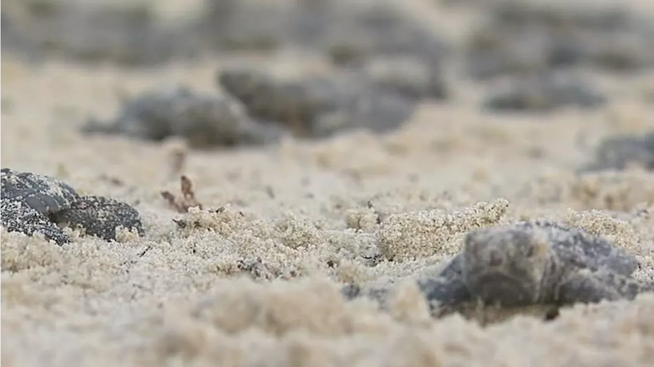 Help protect sea turtles as nesting season begins in South Texas