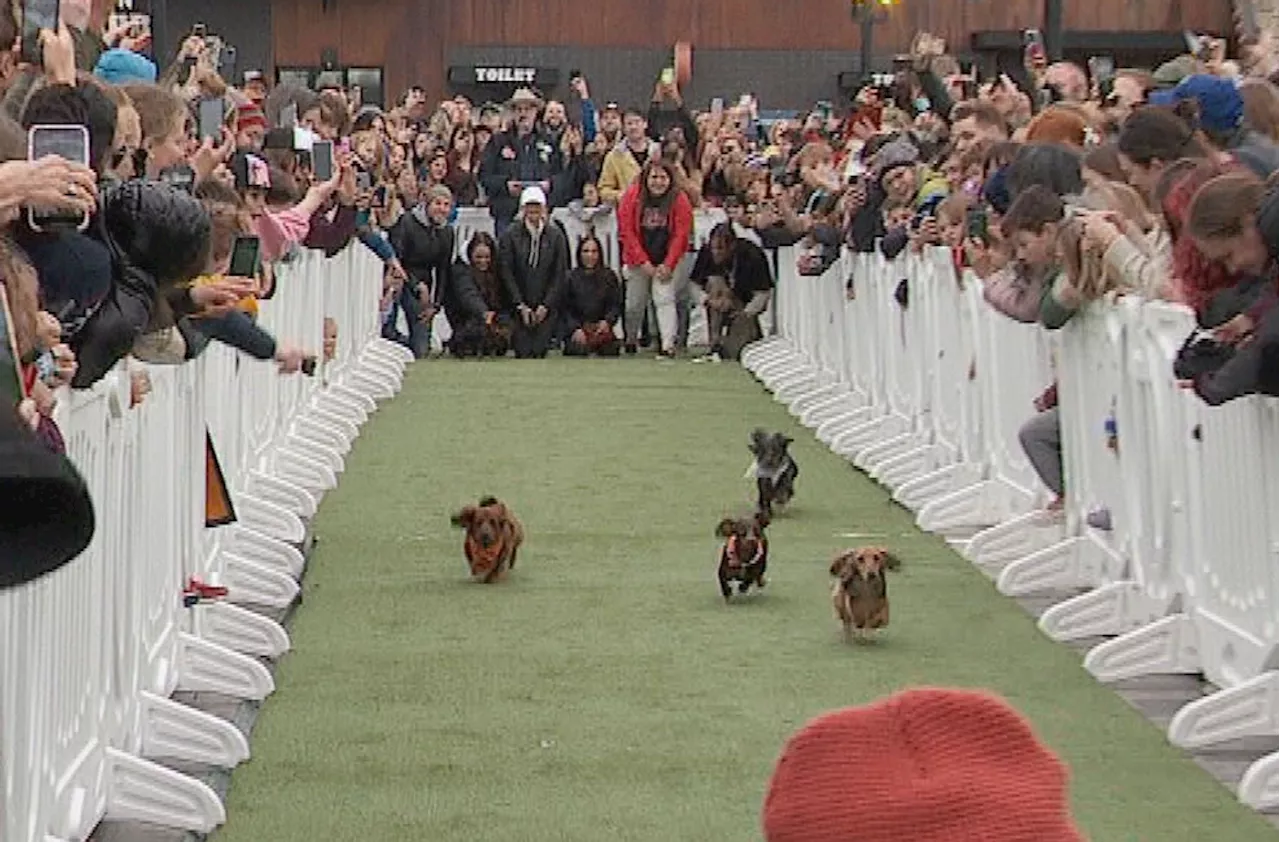 GALLERY: Millcreek Doxie Derby draws over 100 dachshunds to inaugural race