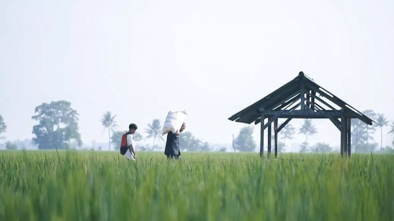 Pemda Aceh dan Petani Sambut Gembira Tambahan Alokasi Pupuk Subsidi dari Kementan