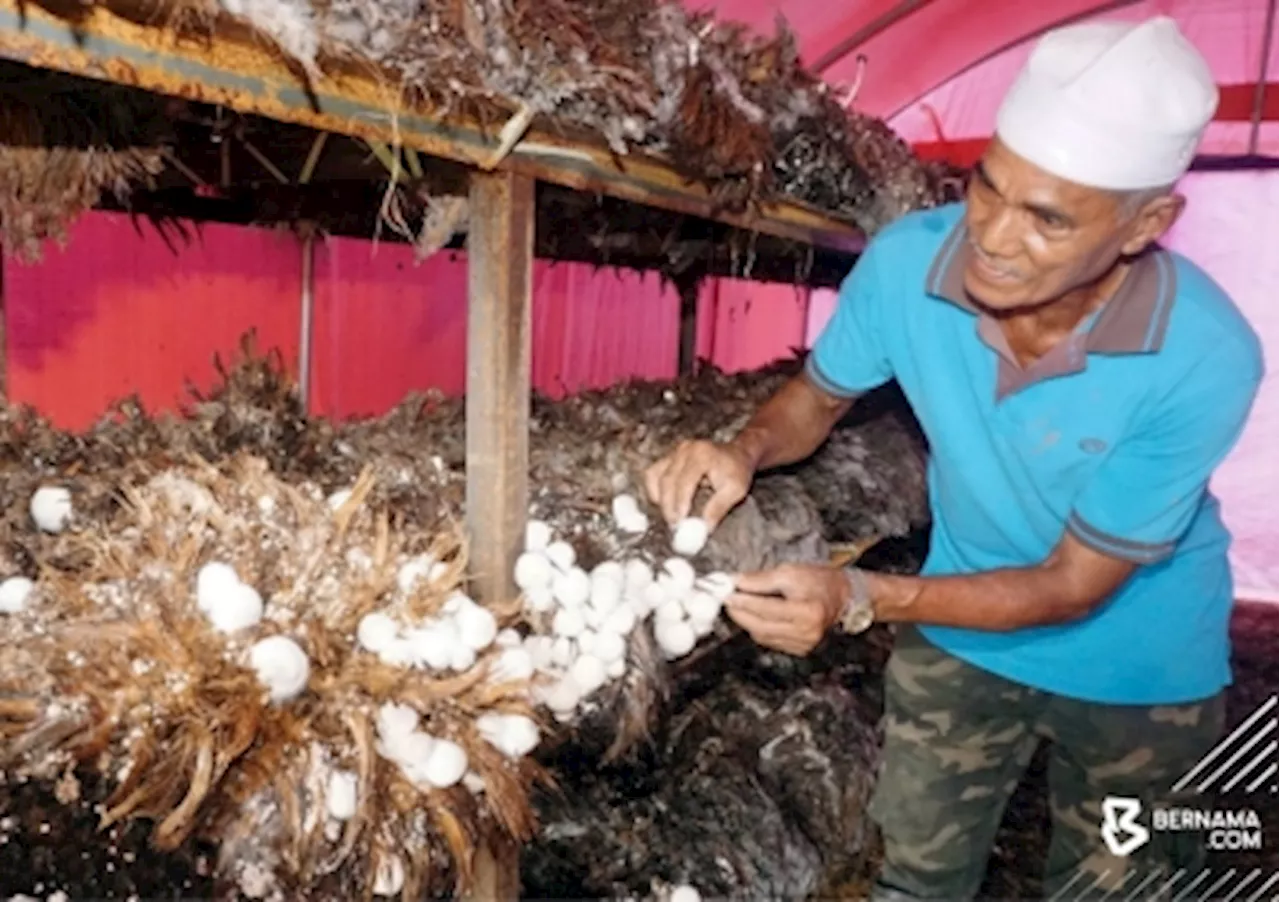 Ex-rubber tapper in Kedah earns lucrative income cultivating volvariella mushroom